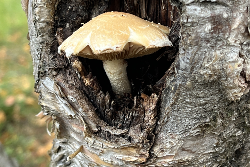 Høstens første medlemsmøte ble avholdt 25.august