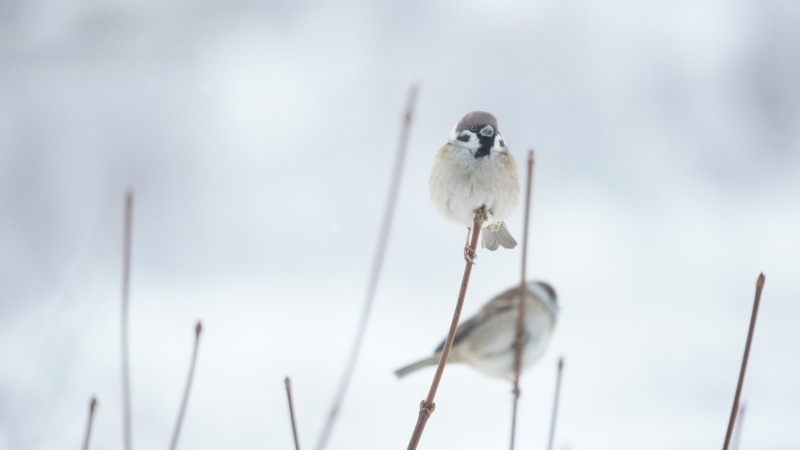 ÅRSMØTE ble avholdt 24.november