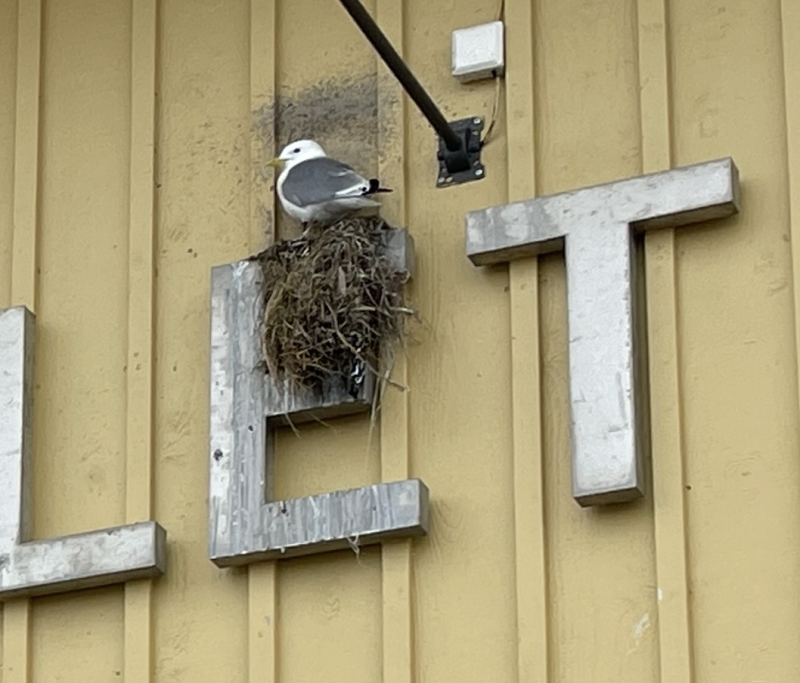 Neste medlemsmøte blir TIRSDAG 7.april